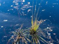 Dünne Grasbüschel ragen aus dem Moorsee